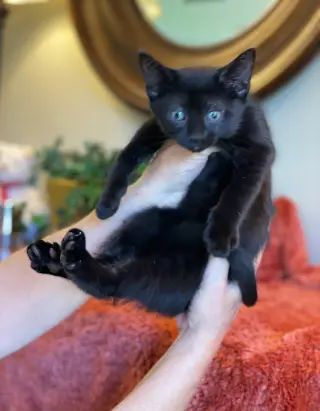 Pip