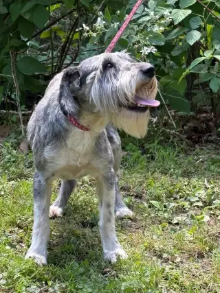 Karlie/ADOPTED