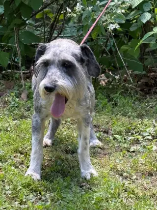 Karlie/ADOPTED