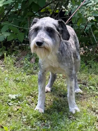 Karlie/ADOPTED