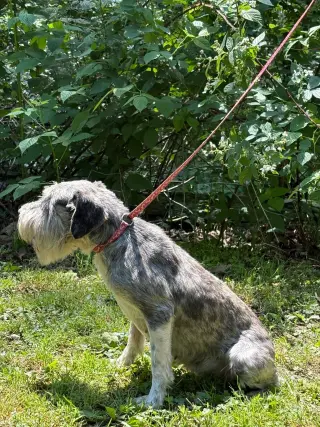Karlie/ADOPTED