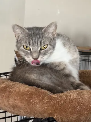 Meredith
