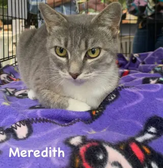 Meredith