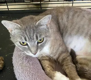 Meredith