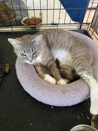 Meredith