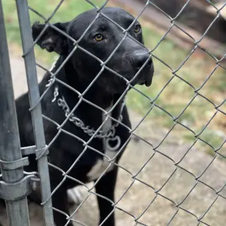 Nyx