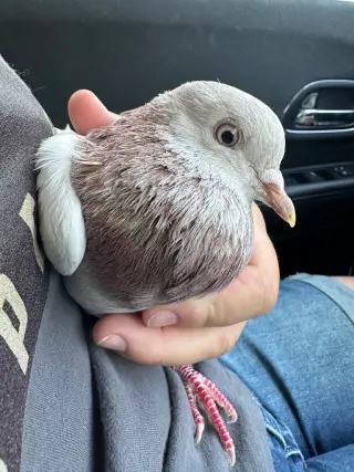 Harvey