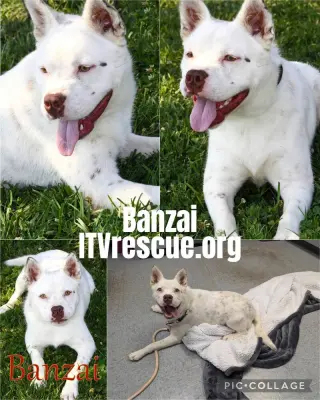 Banzai