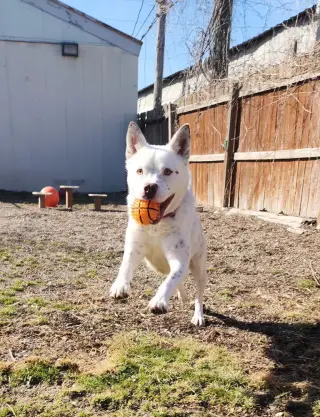 Banzai