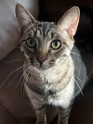 Anakin