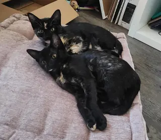 Florence & Frida #bonded-sisters