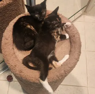 Florence & Frida #bonded-sisters