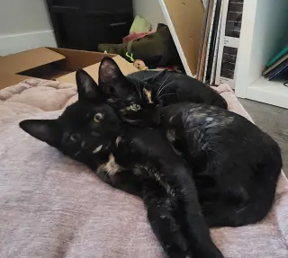 Florence & Frida #bonded-sisters
