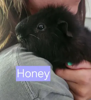 Sweetpea