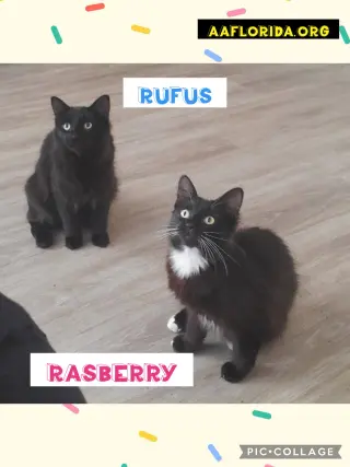 Rufus & Rasberry