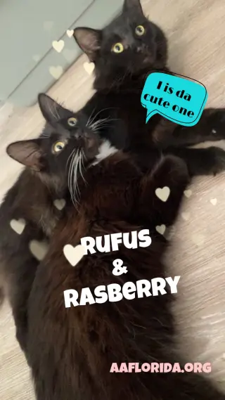 Rufus & Rasberry