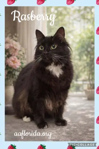Rufus & Rasberry