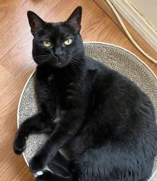 Cho Chang