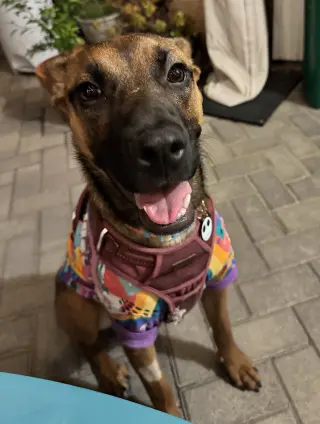 Gigi