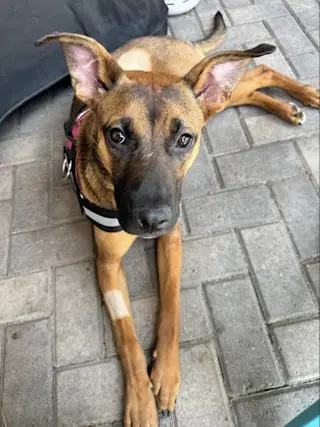 Gigi