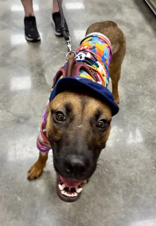 Gigi