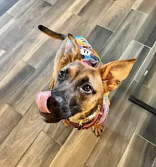 Gigi