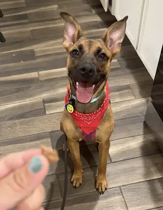 Gigi