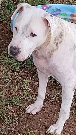 Xena