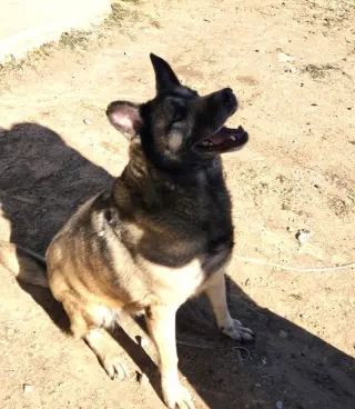 Bella