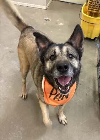 Bella