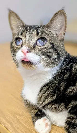Bonita