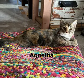 Agnetha - ABBA Litter