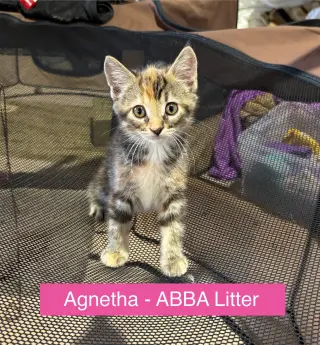 Agnetha - ABBA Litter