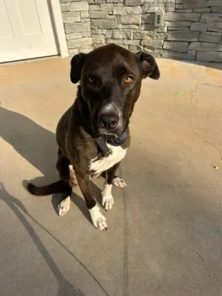 Unnamed Pup (Courtesy Post)