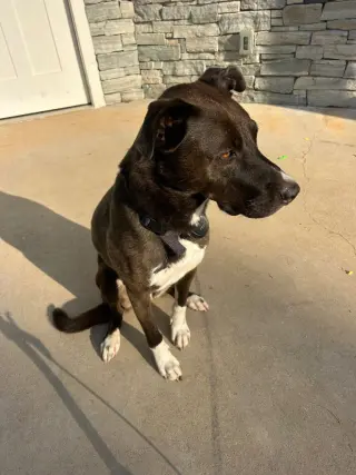 Unnamed Pup (Courtesy Post)