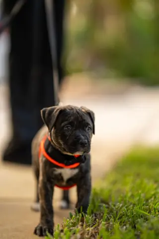 Gunner