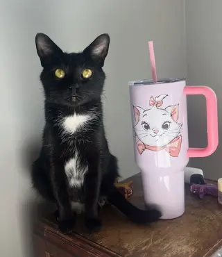 Martini