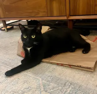 Martini