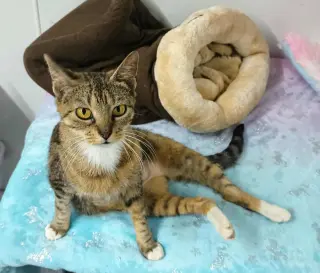 Sadie ADULT FEMALE TABBY FIV+