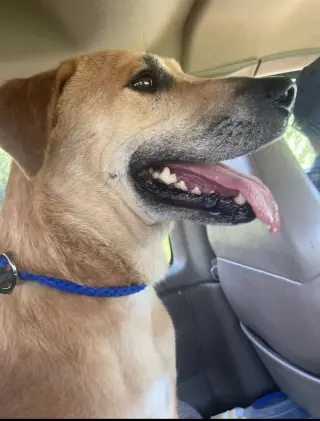 Oliver (in foster)