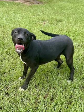 Trixie