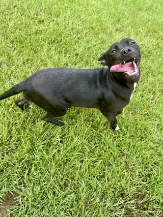Trixie