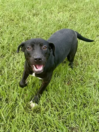 Trixie