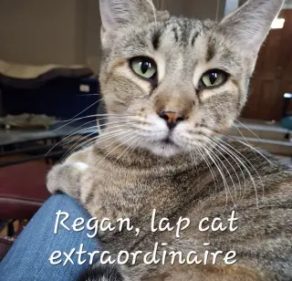 Reagan #car-ride-queen
