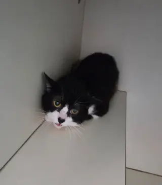 Jack