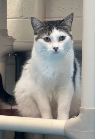 Walter