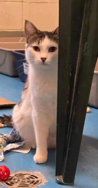 Walter
