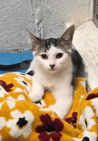 Walter