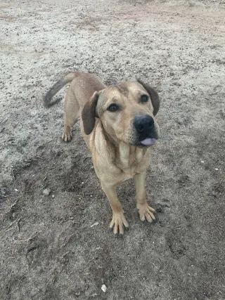 Rocky