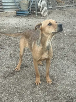 Bo